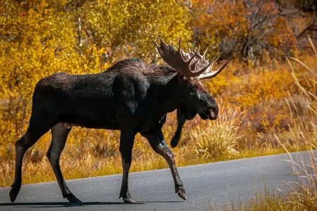 Subspecies of North American Moose