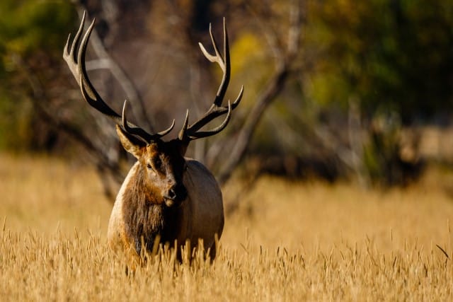 Red Deer-Elk Hybrid