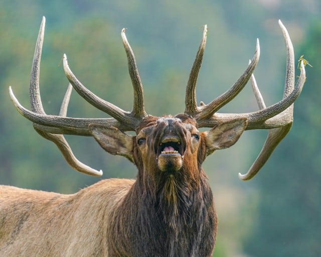 Red Stag vs Bull Elk