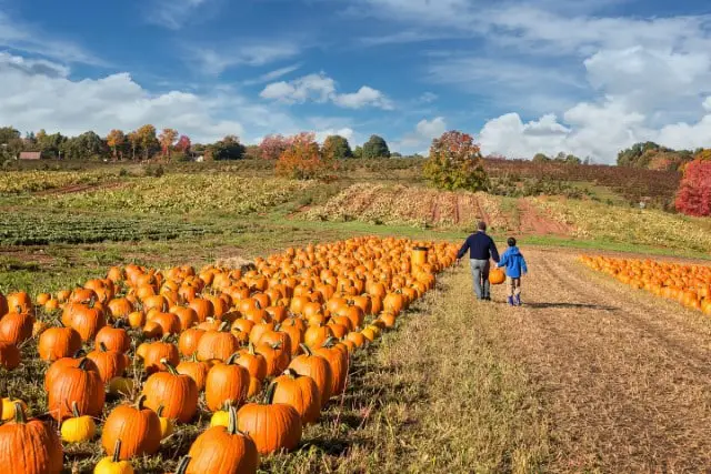 Should You Leave Pumpkins Out for Wildlife?