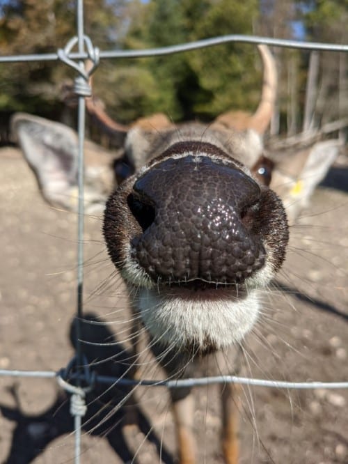 The Deer Snout