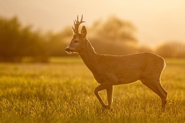 Times of day deer eat most