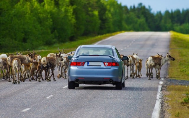 Vehicle collisions with deer