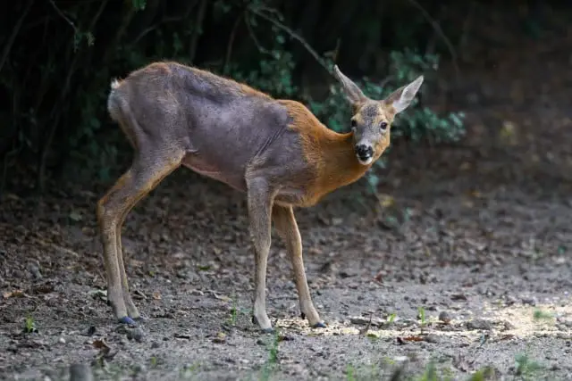 Viral Deer Disease