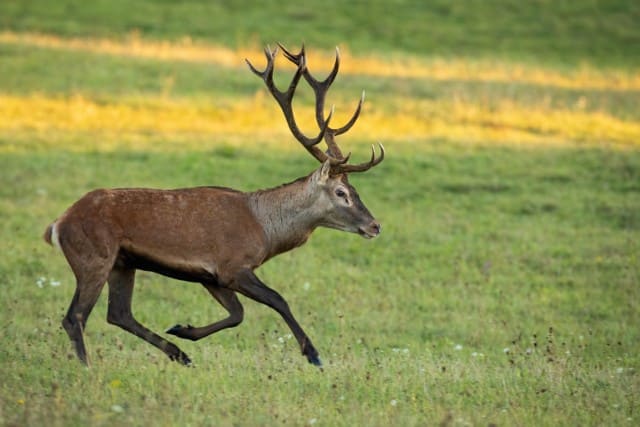 Weather affects deer activity