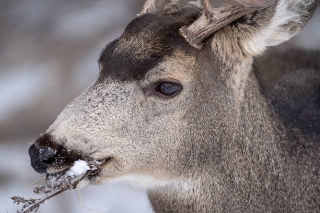 What Do Deer Eat in Winter?