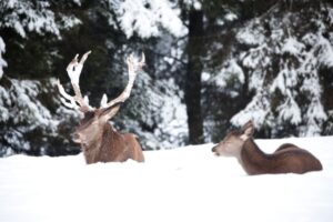 Do Deer Hibernate? [ANSWERED] - World Deer