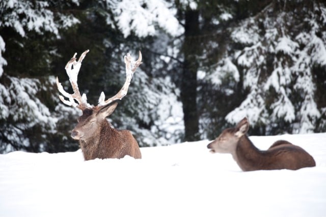 What Do Deer Do in the Winter?
