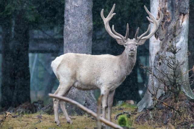 What is a Leucistic Deer?