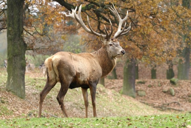 Red Deer vs Elk Comparison (difference between Elk & Red Deer)