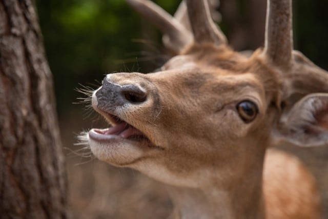 What Smells do Deer Like?