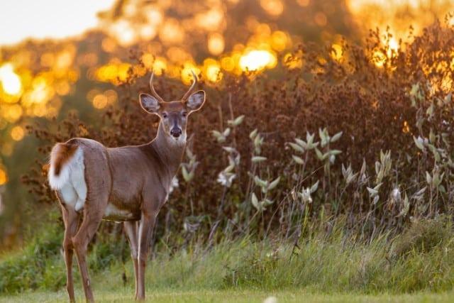 At What Time Are Deer Most Active?