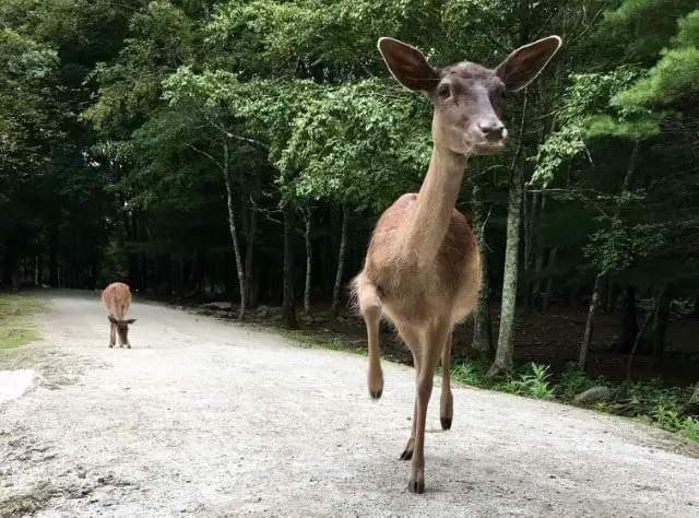 What Does it Mean When a Deer Stomps at You?
