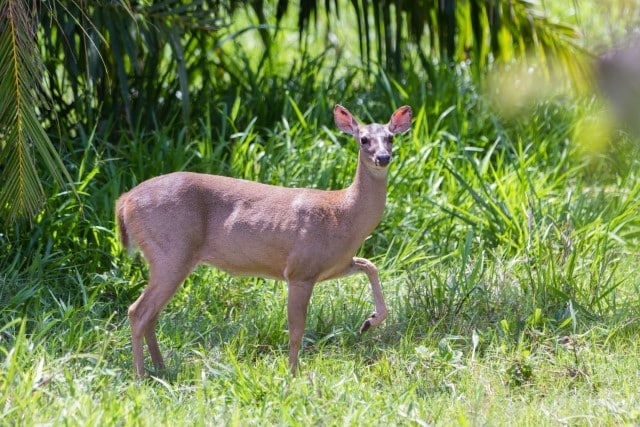 Reasons Deer Stomp Its Feet