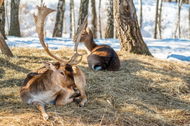 Do Deer Hibernate? [ANSWERED] - World Deer