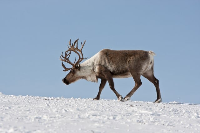 Comparing the Coat of Caribou vs Moose