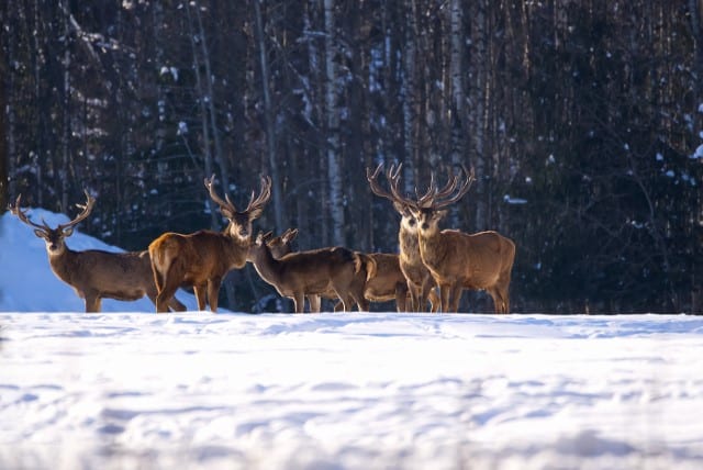 Why Do Some Animals Hibernate?