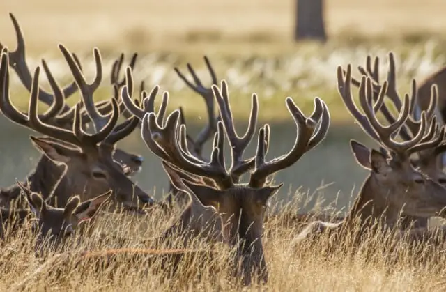 Why Do Deer Have Antlers?