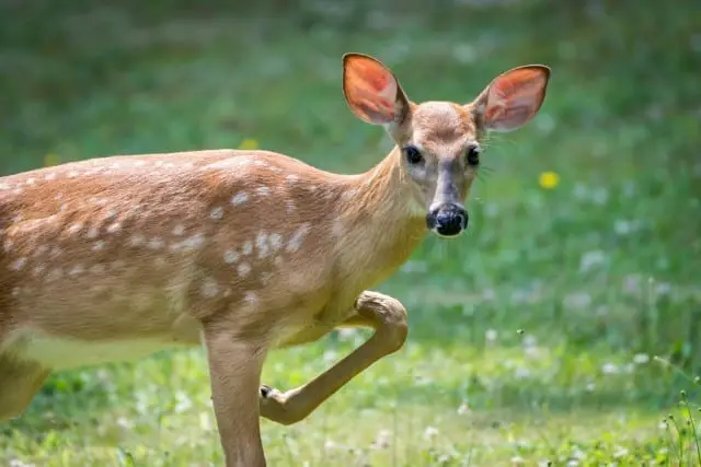 Why Do Deer Snort?