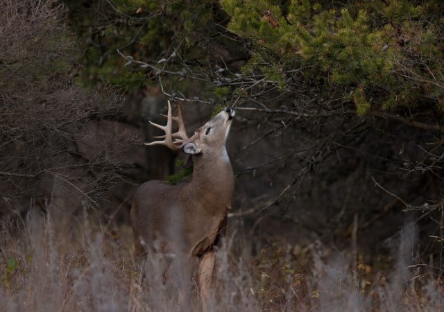 Where Do Deer Go in the Winter?