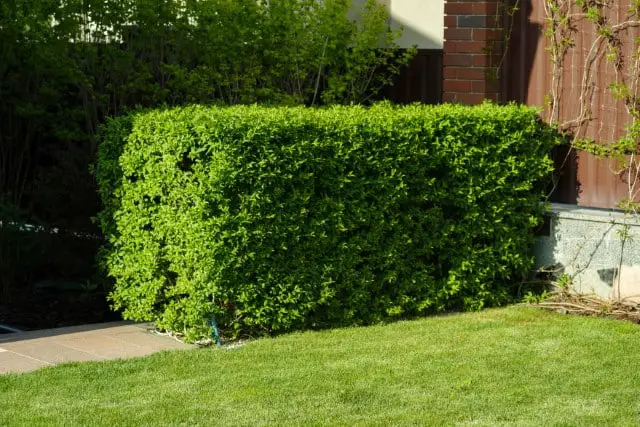 Why Plant a Deer Resistant Hedge