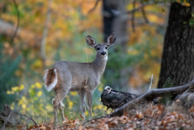 A Coues Deer in the Forest