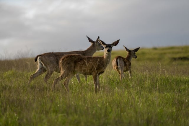 How to Tell The Difference Between a Doe and a Button Buck