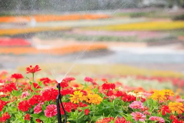 Active Motion Sprinklers Protect Geraniums