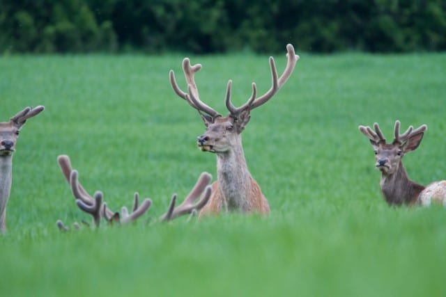 Antlers vs Horns