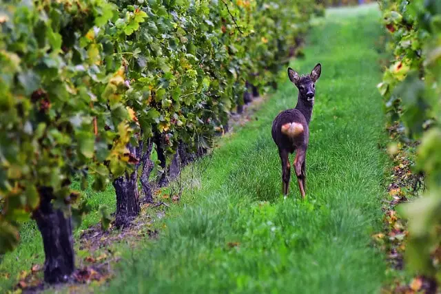 Are Grapes Poisonous to Deer?
