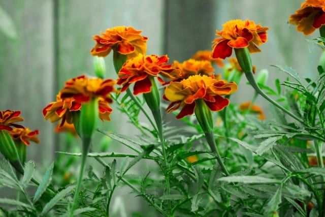 Are Marigolds Deer Resistant?