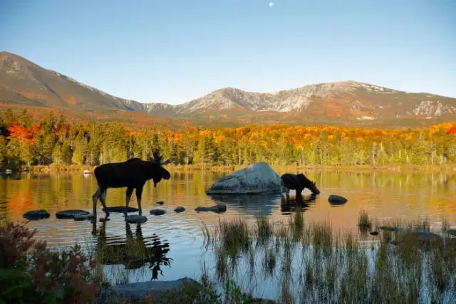 Are There Moose in All 50 States?