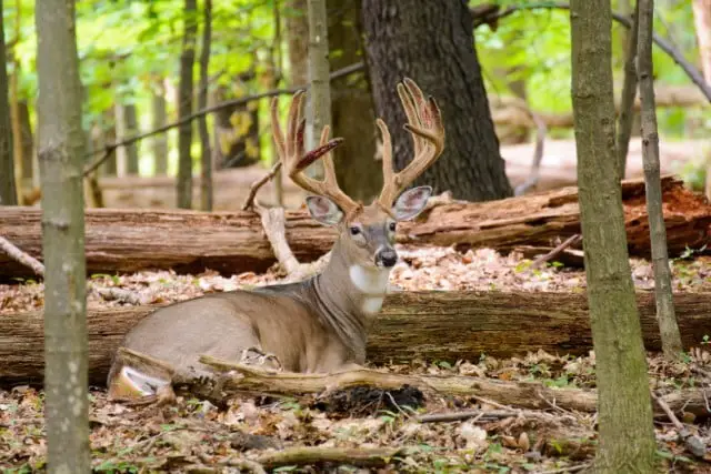 Are There Whitetail Deer in all 50 States?