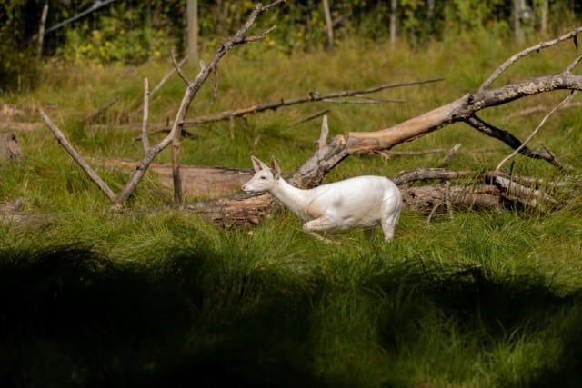 Are White Deer an Endangered Species?