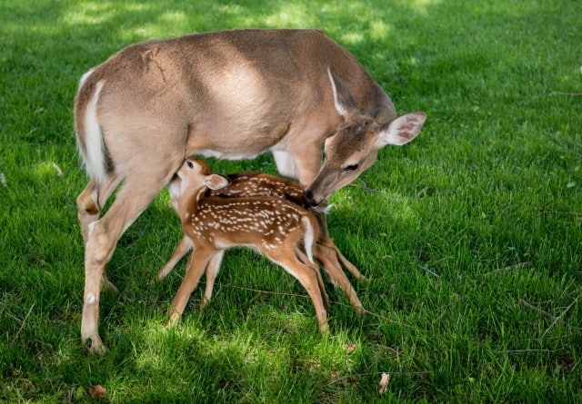 At What Age Do Male Deer Grow Antlers