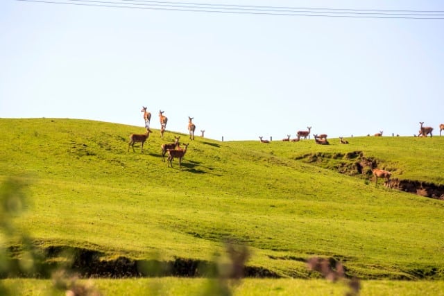 Average Wild Deer Density Per Acre