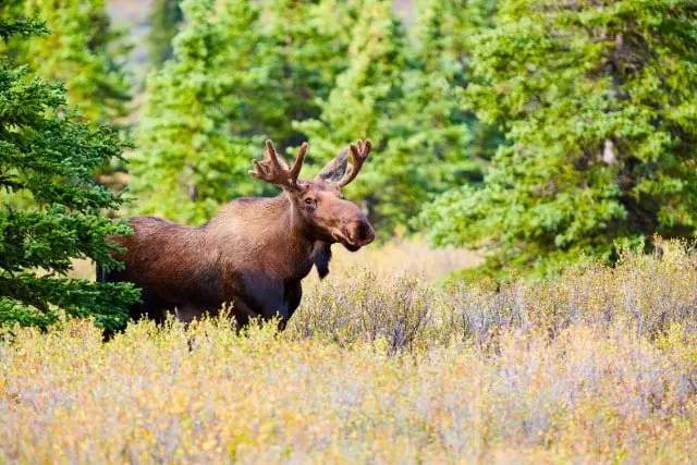 Best Moose Hunting States