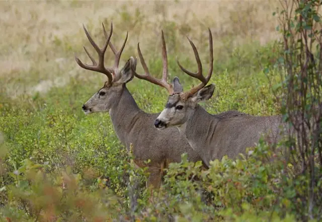 Best Mule Deer Hunting States