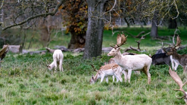 Best Type of Land For Domestic Deer