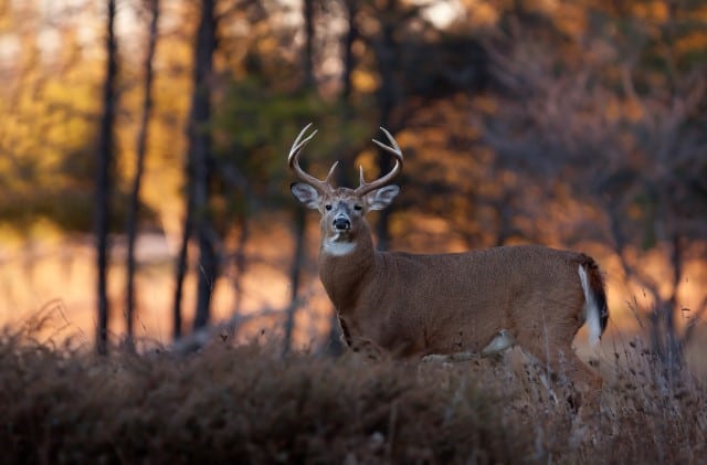 Best Whitetail Deer Hunting States