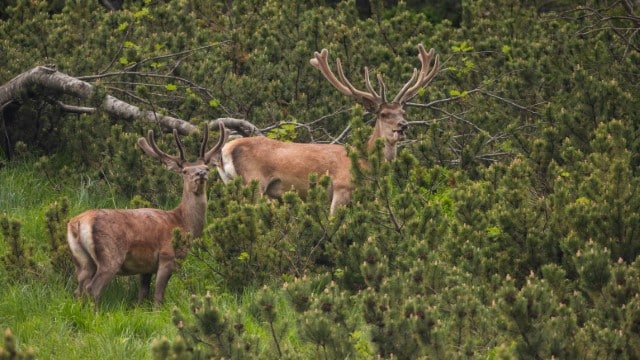 Buck's Antlers