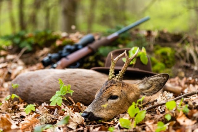 Tracking Deer After Hunting with a Gun vs Bowhunting