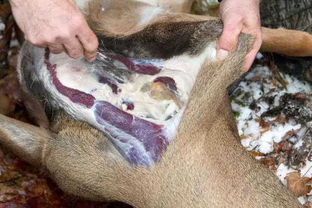 Butchering a Sick Deer