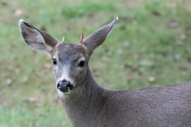 Button Buck vs Spike Buck