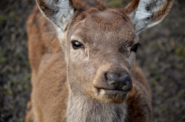 Can Humans Get Deer Disease?
