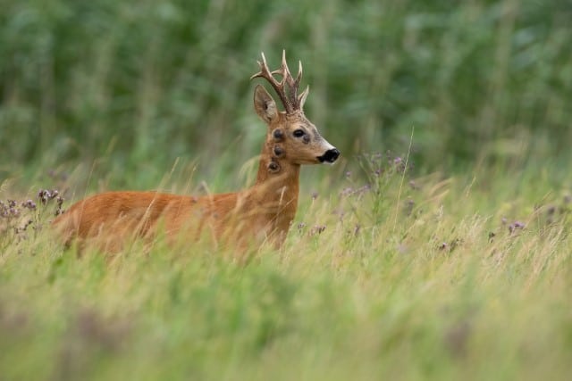 What Time of Year Are Deer Parasites the Worst?