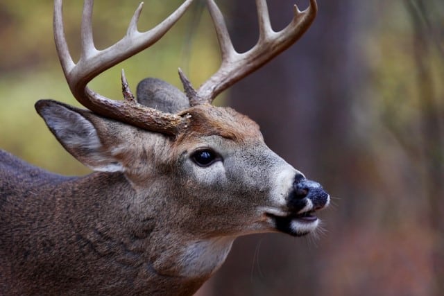Clinical Signs of EHD in Deer