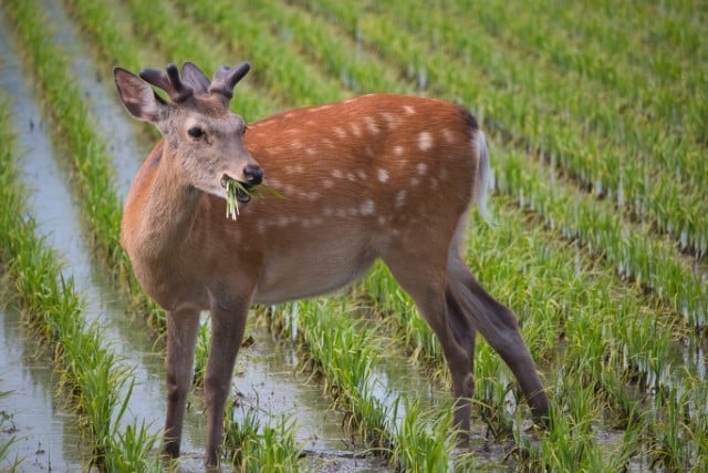 Common Deer Signs