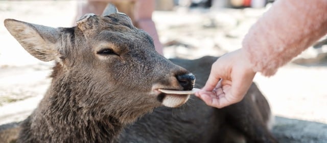 Cons of Feeding Deer in Your Backyard