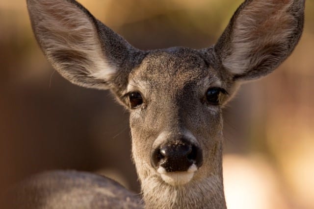 Coues Deer Appearance